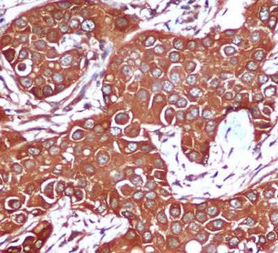 AMPK beta 1 (1A7) Mouse mAb ABZ3833