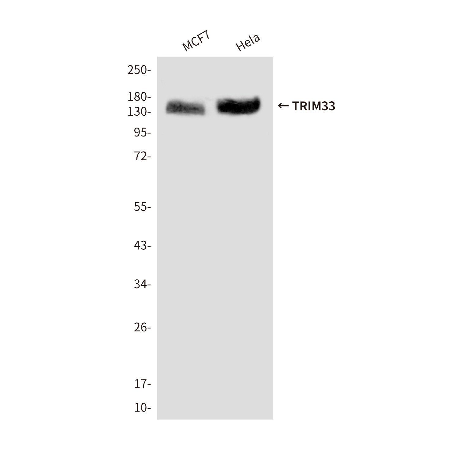 TRIM33 (3H7) Mouse mAb ABZ3835