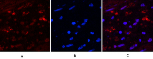 Hydroxyacid Oxidase 1 (4B4) Mouse mAb ABZ3836