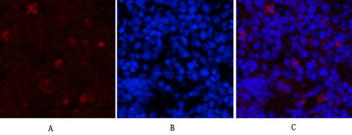 Hydroxyacid Oxidase 1 (4B4) Mouse mAb ABZ3836