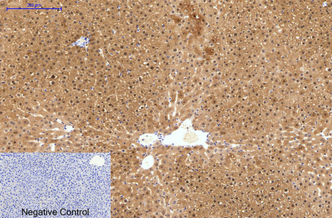 Hydroxyacid Oxidase 1 (4B4) Mouse mAb ABZ3836