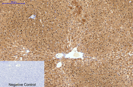 Hydroxyacid Oxidase 1 (4B4) Mouse mAb ABZ3836