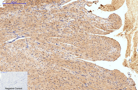 Hydroxyacid Oxidase 1 (4B4) Mouse mAb ABZ3836