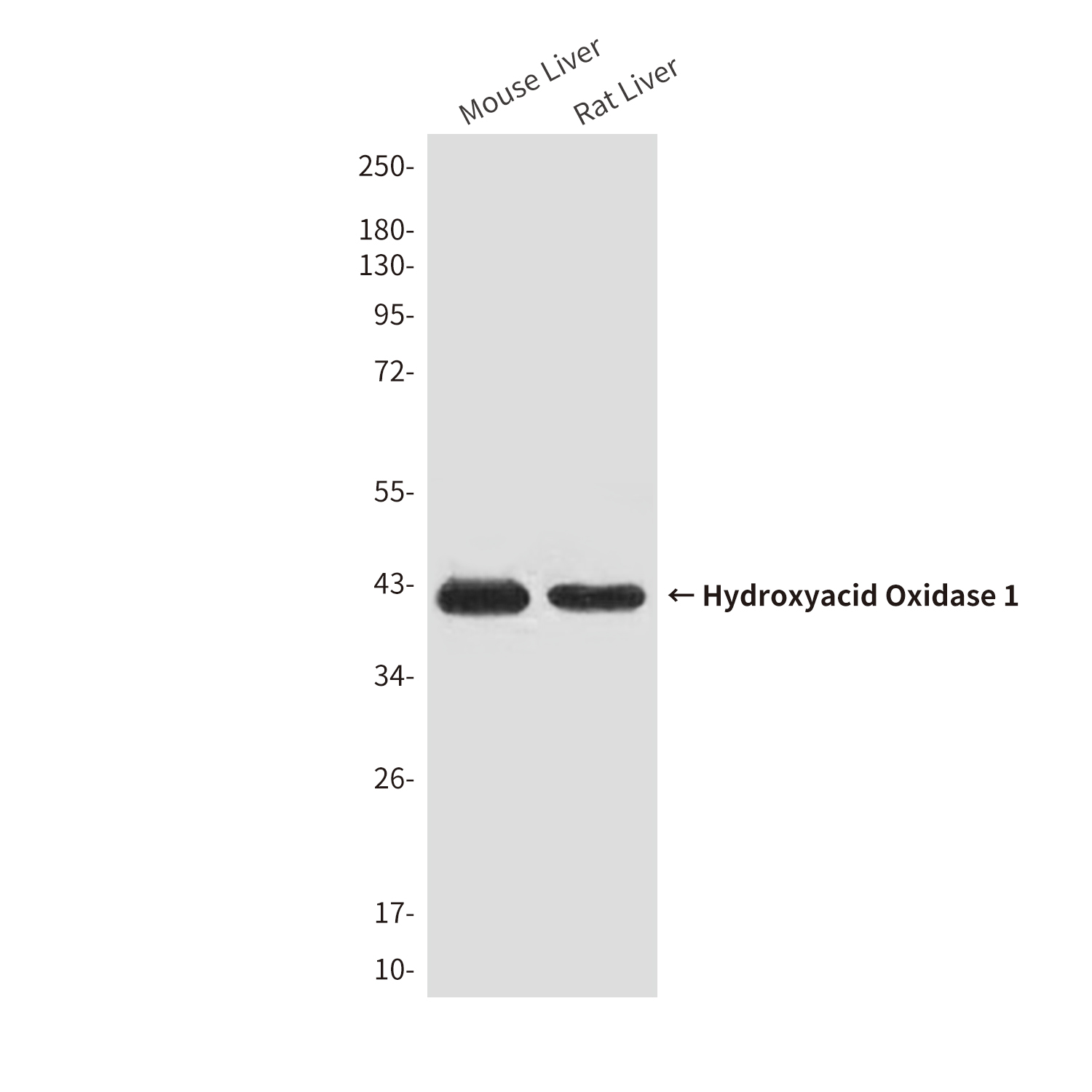 Hydroxyacid Oxidase 1 (4B4) Mouse mAb ABZ3836