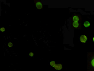 AMACR (2F3) Mouse mAb ABZ3837