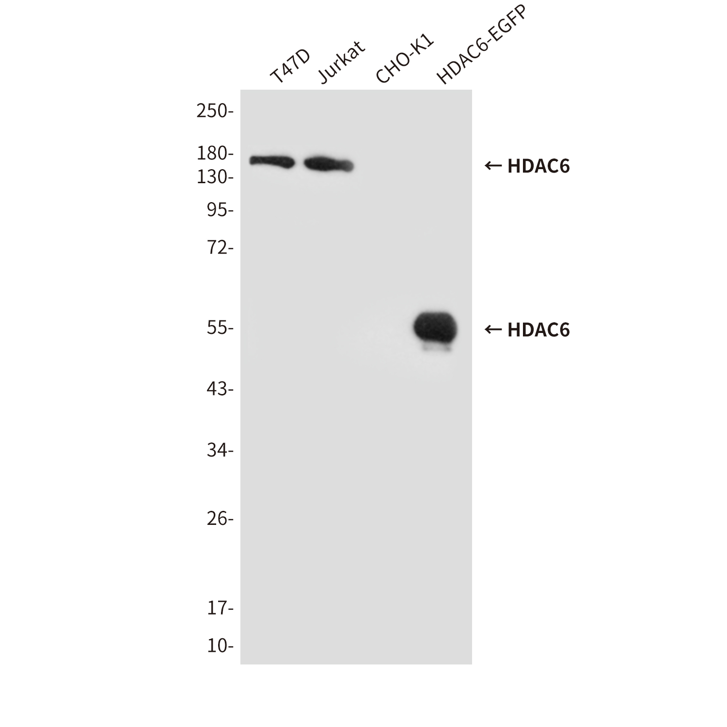 HDAC6 (3B2) Mouse mAb ABZ3839