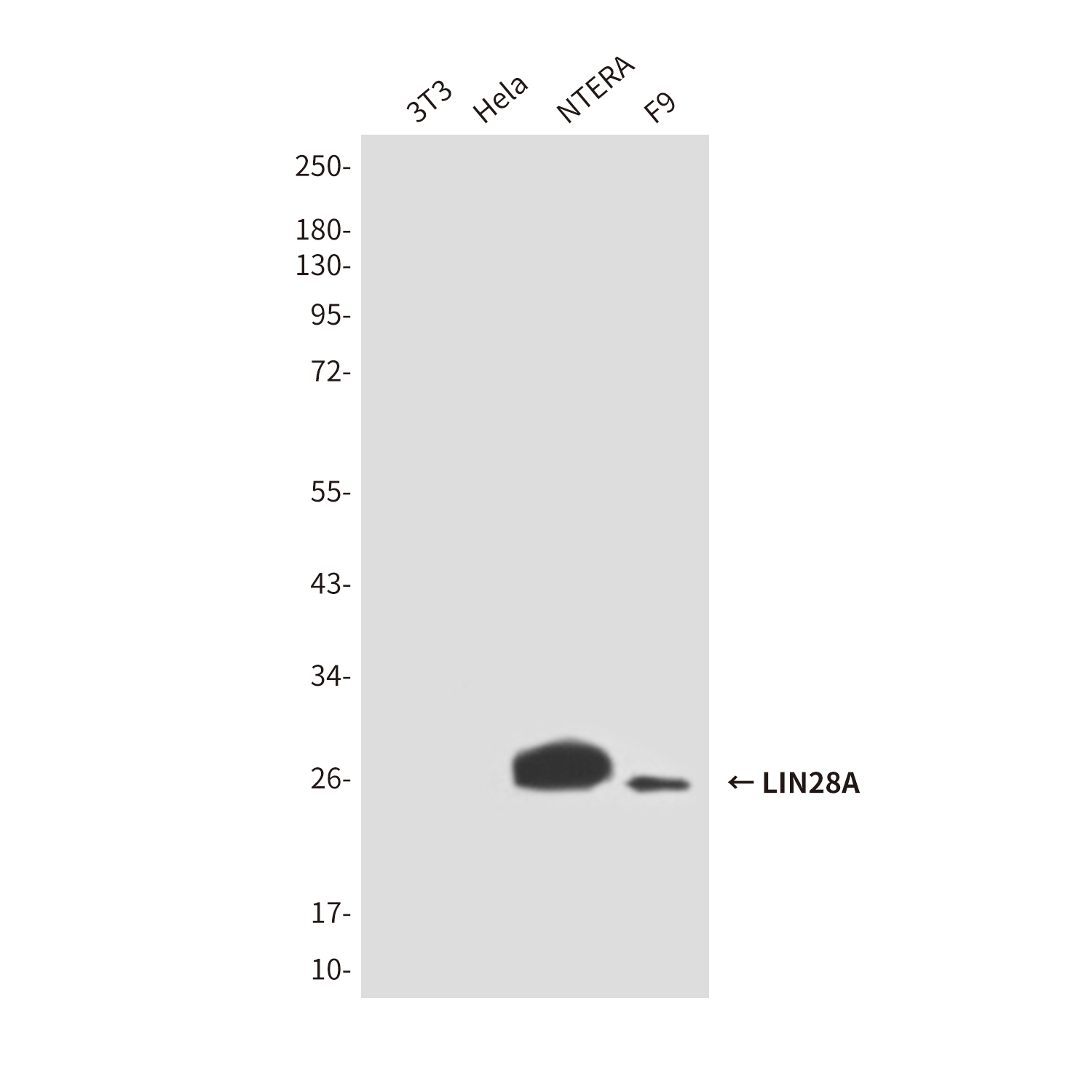 Lin28A (2C1) Mouse mAb ABZ3840