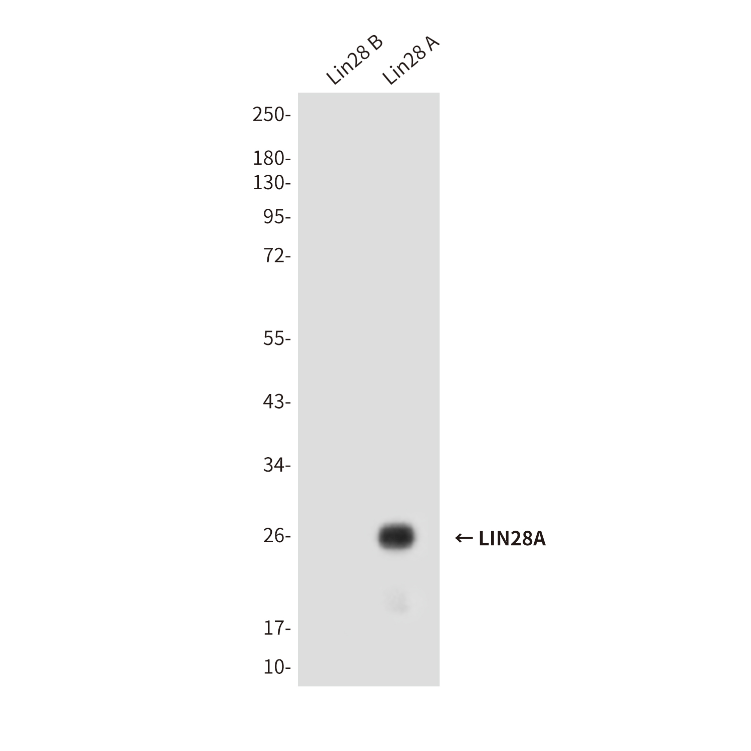 Lin28A (2C1) Mouse mAb ABZ3840