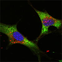 Lin28A (9G2) Mouse mAb ABZ3841