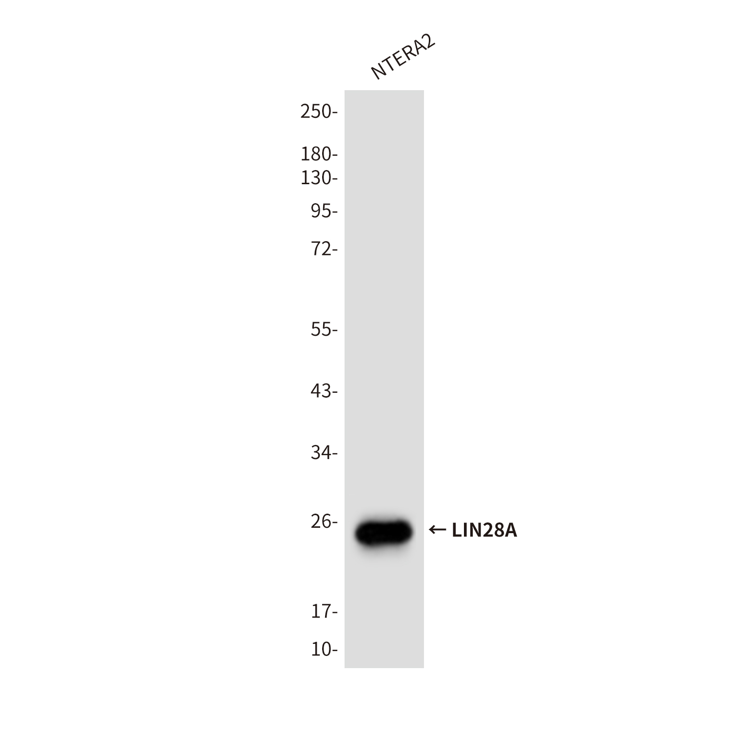 Lin28A (9G2) Mouse mAb ABZ3841