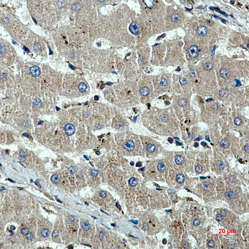 beta I Tubulin (1H10) Mouse mAb ABZ3842