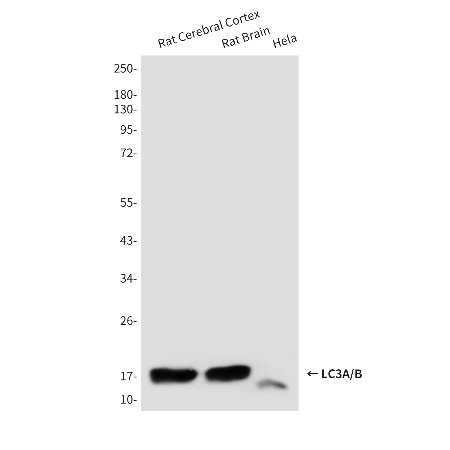 LC3A/B (3E9) Mouse mAb ABZ3843