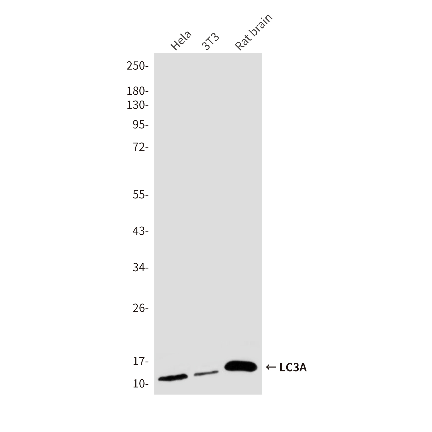 LC3A (8F5) Mouse mAb ABZ3844