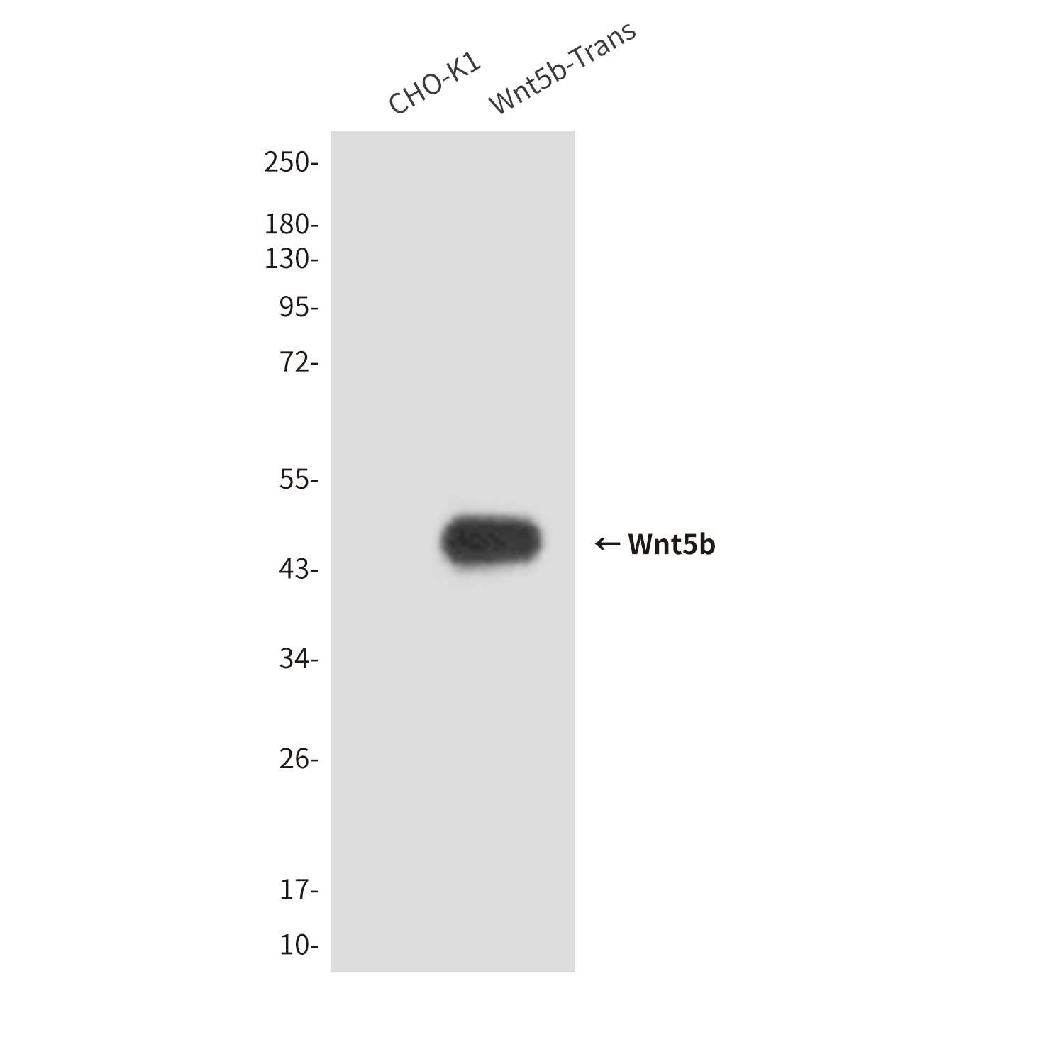 Wnt5b (3D1) Mouse mAb ABZ3845
