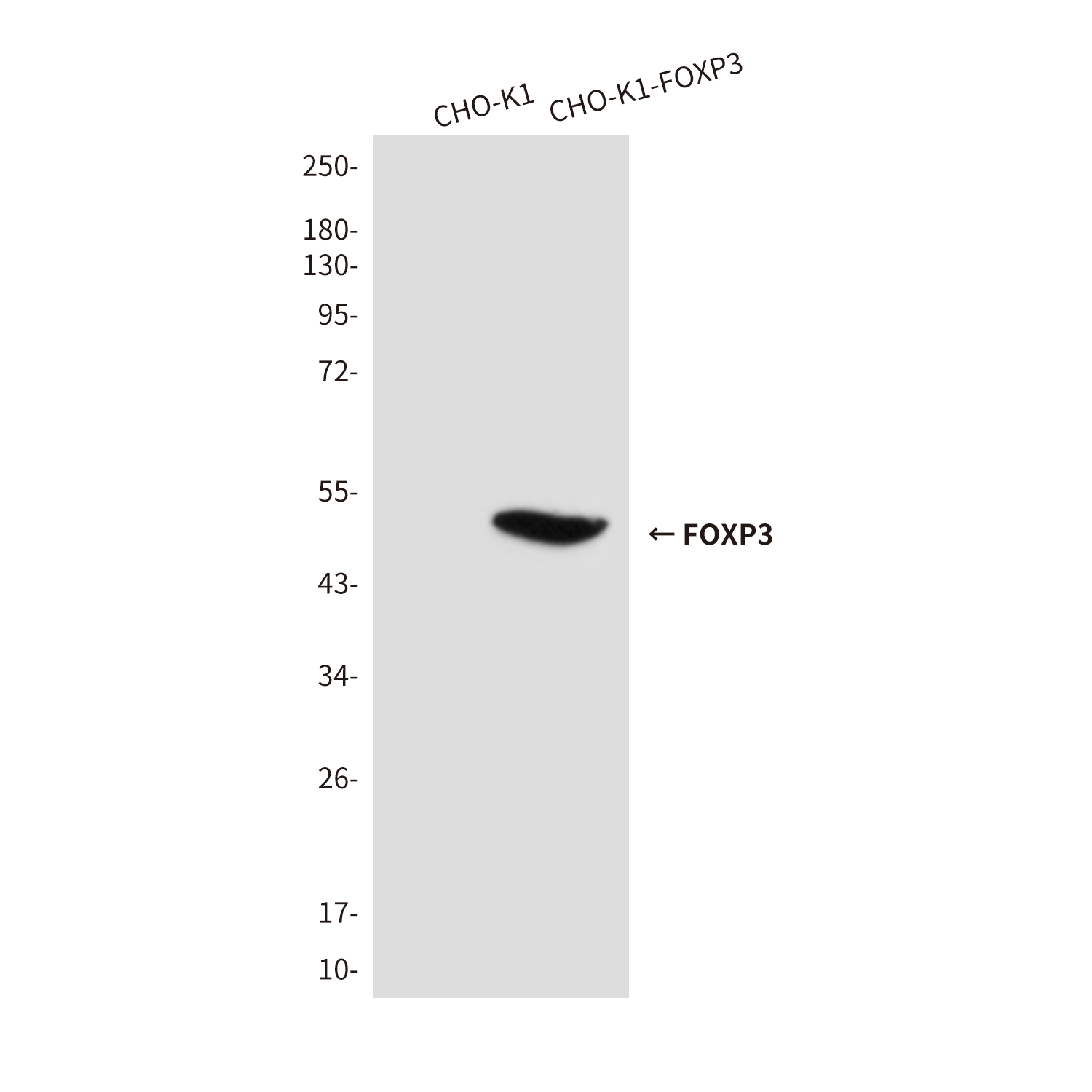 FOXP3 Mouse (7H9) mAb ABZ3847