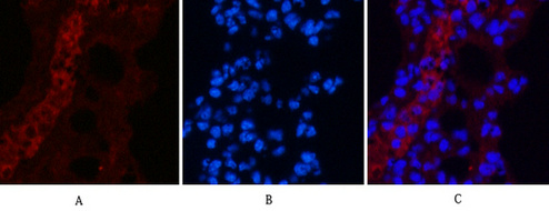 EFHD1 (5C10) Mouse mAb ABZ3850