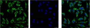 EFHD1 (5C10) Mouse mAb ABZ3850