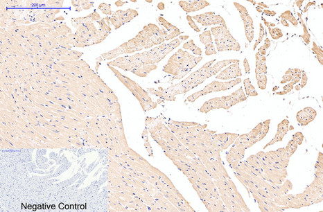 EFHD1 (5C10) Mouse mAb ABZ3850