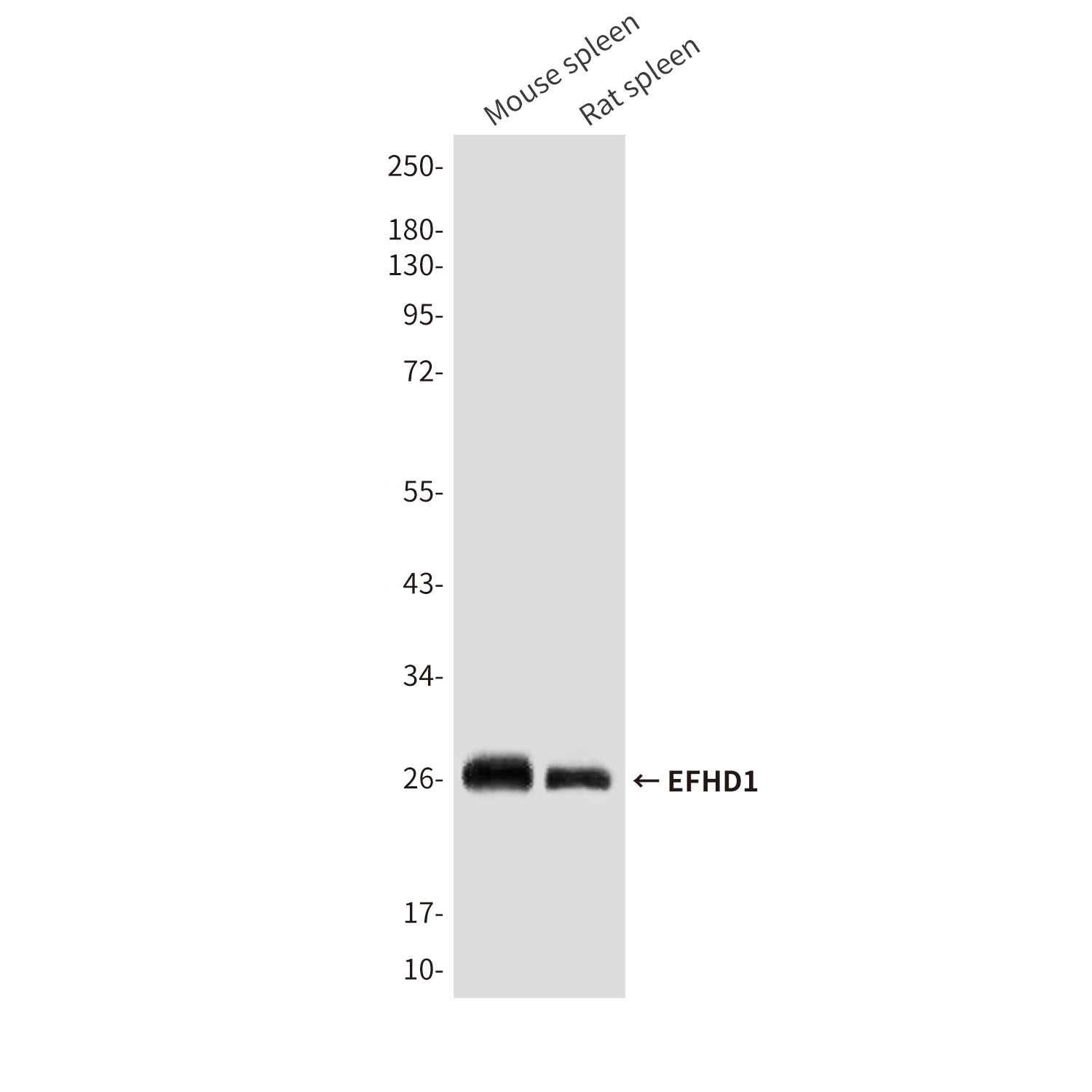 EFHD1 (5C10) Mouse mAb ABZ3850