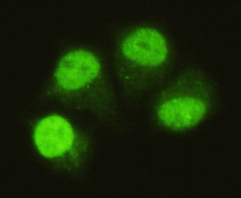 Smad5 (4B10) Mouse mAb ABZ3851