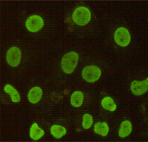 CDX2 (4B9) Mouse mAb ABZ3853