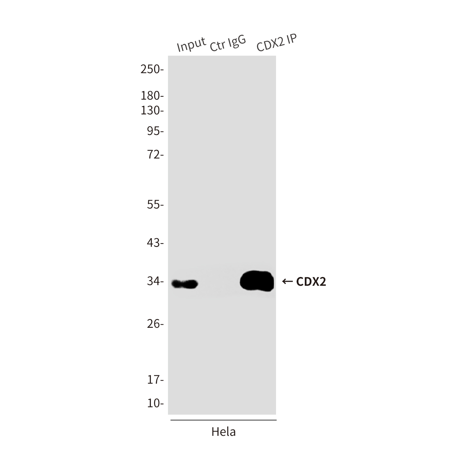 CDX2 (4B9) Mouse mAb ABZ3853