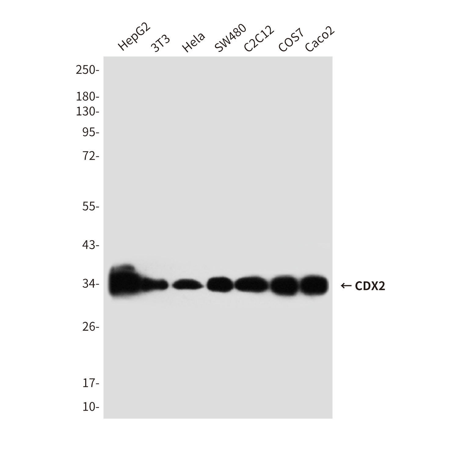 CDX2 (4B9) Mouse mAb ABZ3853