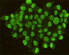 CDX2 (4F12) Mouse mAb ABZ3854