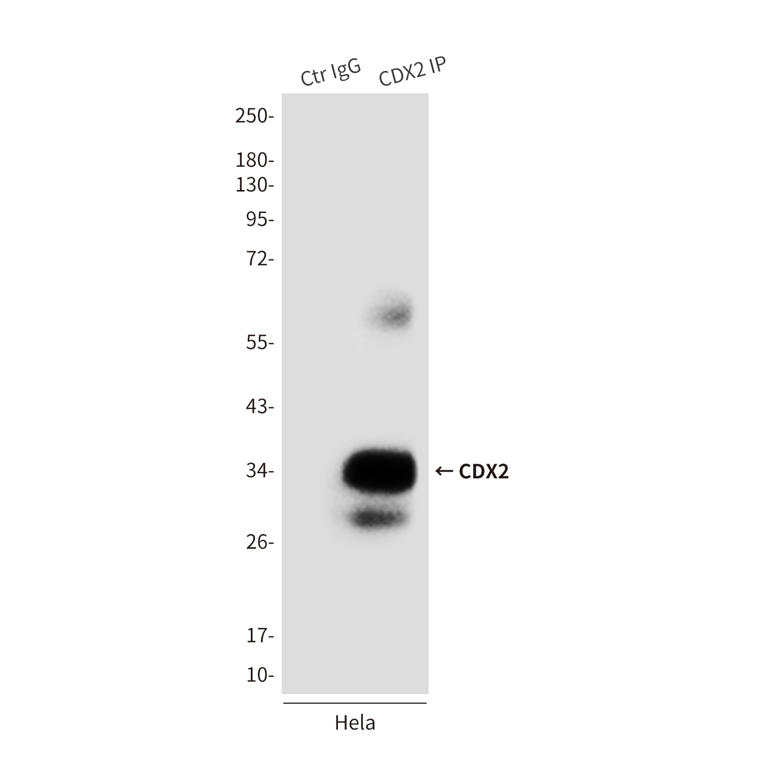CDX2 (4F12) Mouse mAb ABZ3854