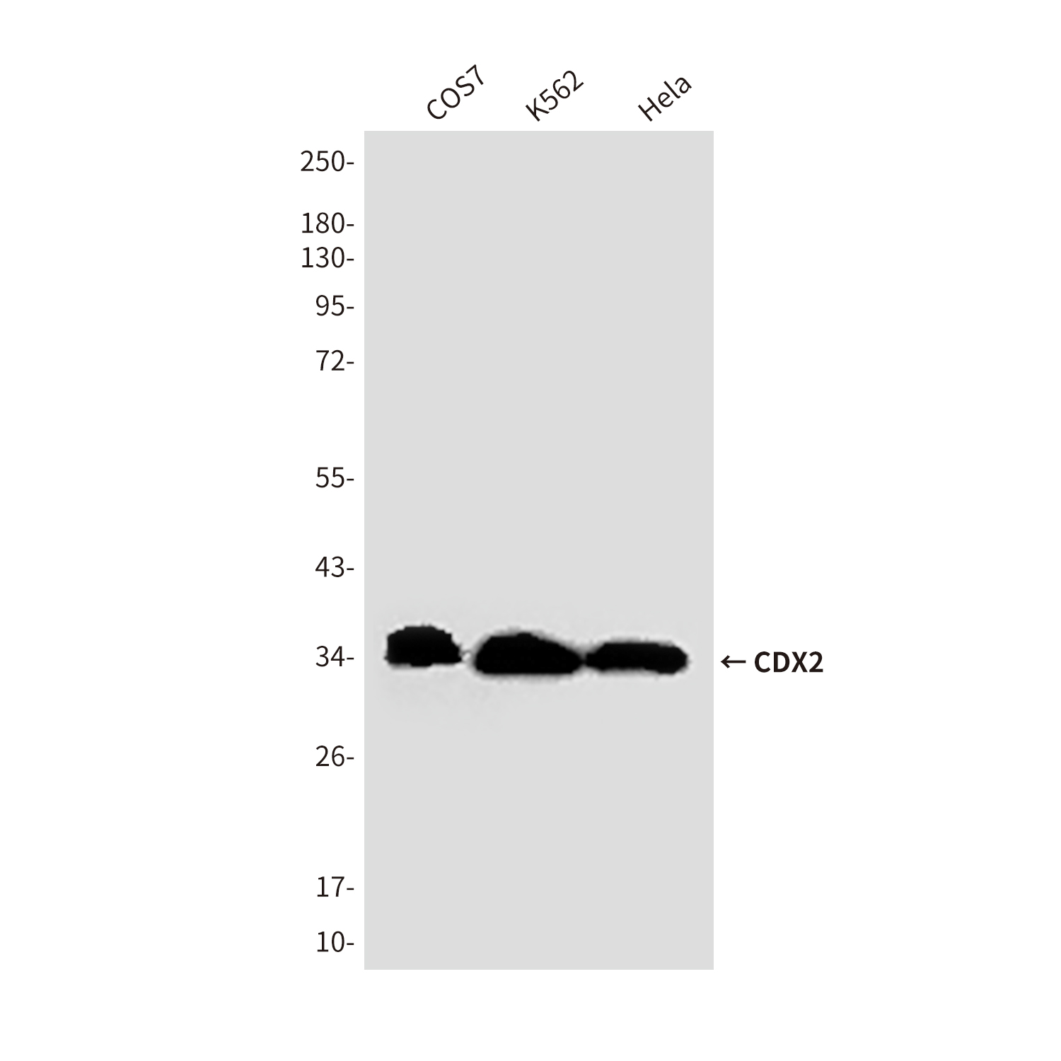 CDX2 (4F12) Mouse mAb ABZ3854