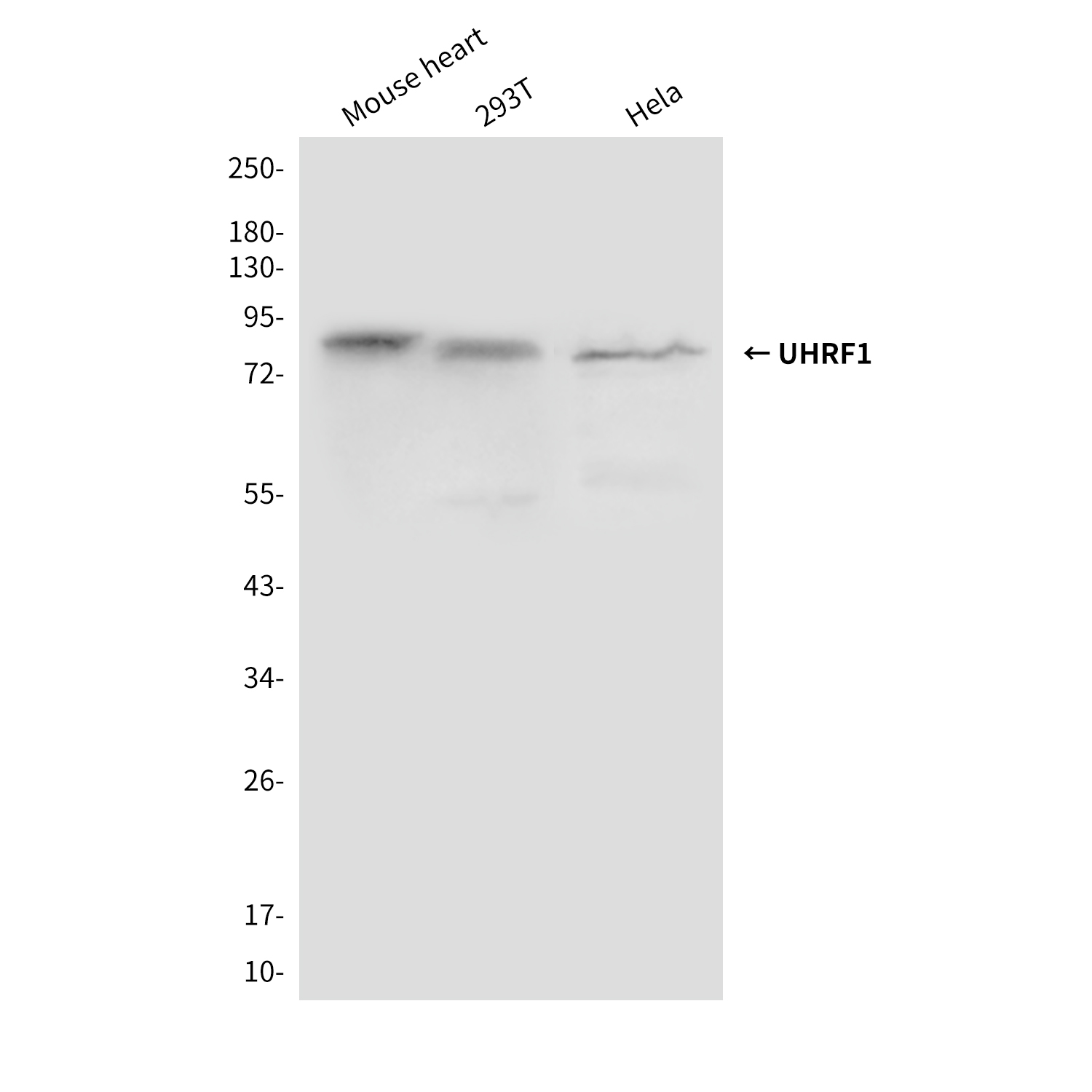 UHRF1 (1H9) Mouse mAb ABZ3855
