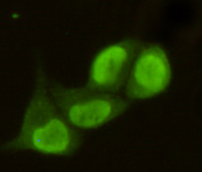 PRMT6 (2C3) Mouse mAb ABZ3856