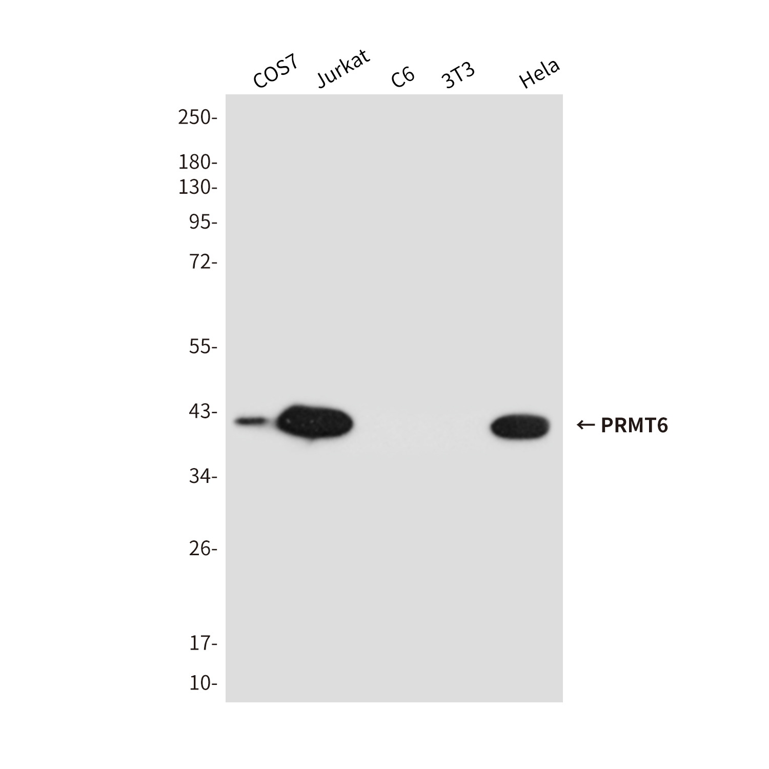 PRMT6 Mouse mAb ABZ3857