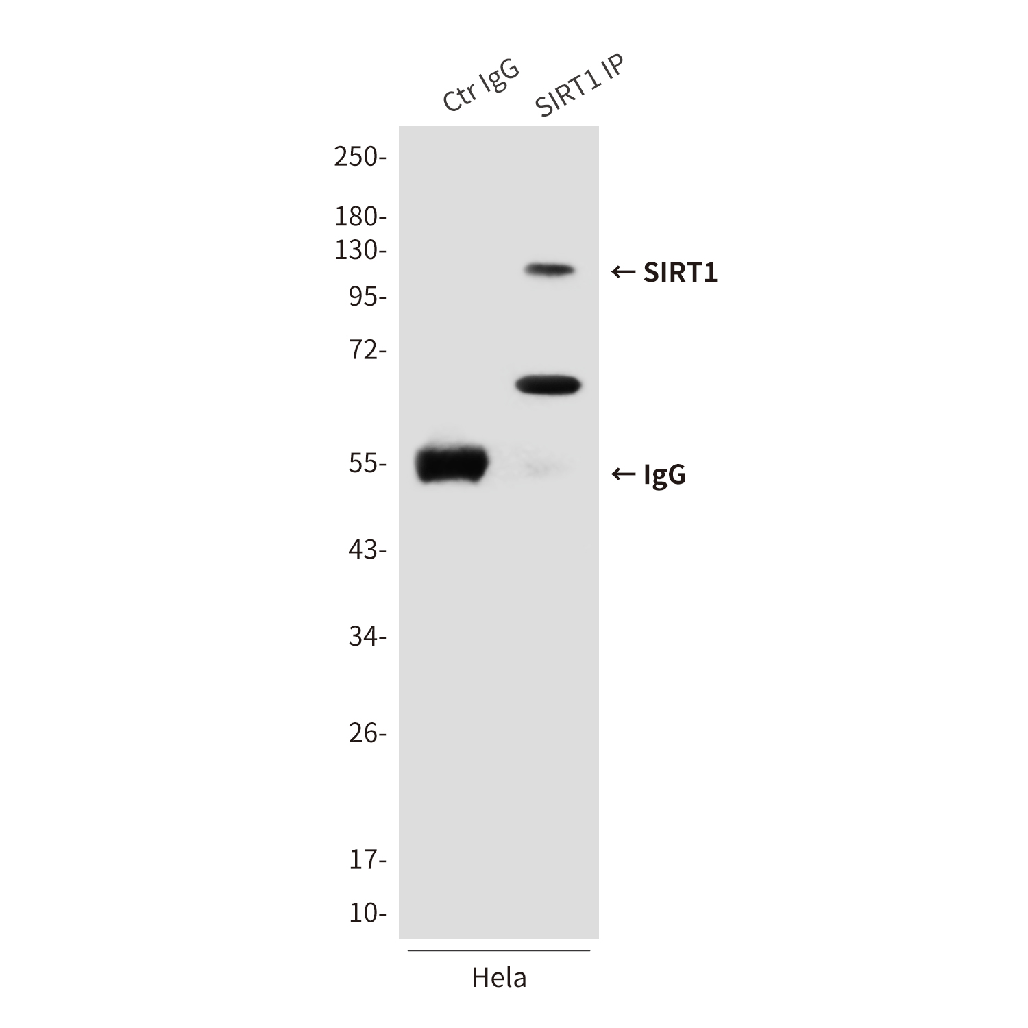 SIRT1 (2G10) Mouse mAb ABZ3858