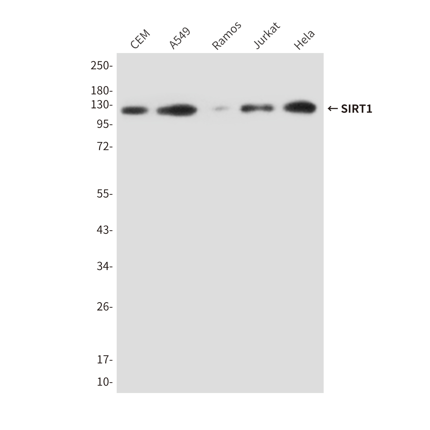 SIRT1 (2G10) Mouse mAb ABZ3858