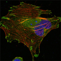 LPP (6F6) Mouse mAb ABZ3859