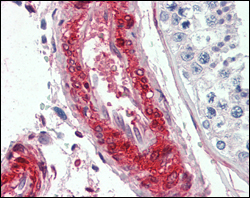 LPP (6F6) Mouse mAb ABZ3859