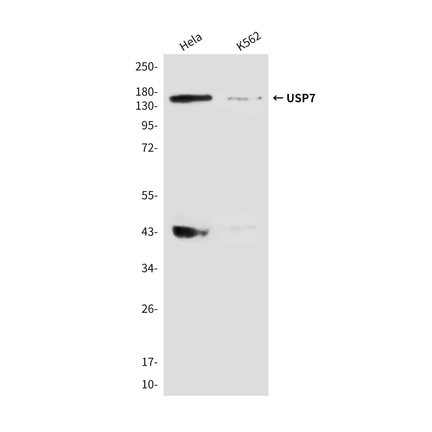 USP7 (3E4) Mouse mAb ABZ3860