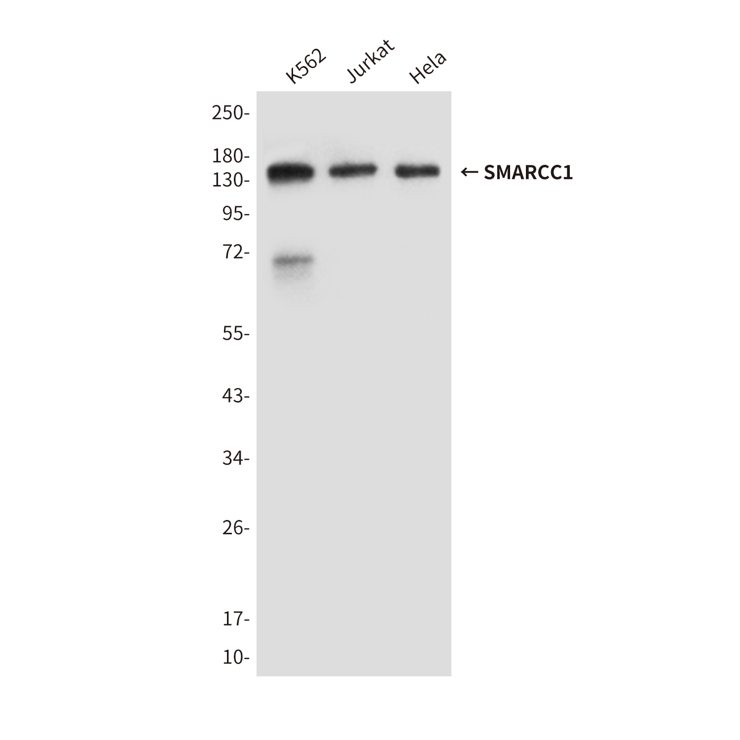 SMARCC1/BAF155 Mouse mAb ABZ3861