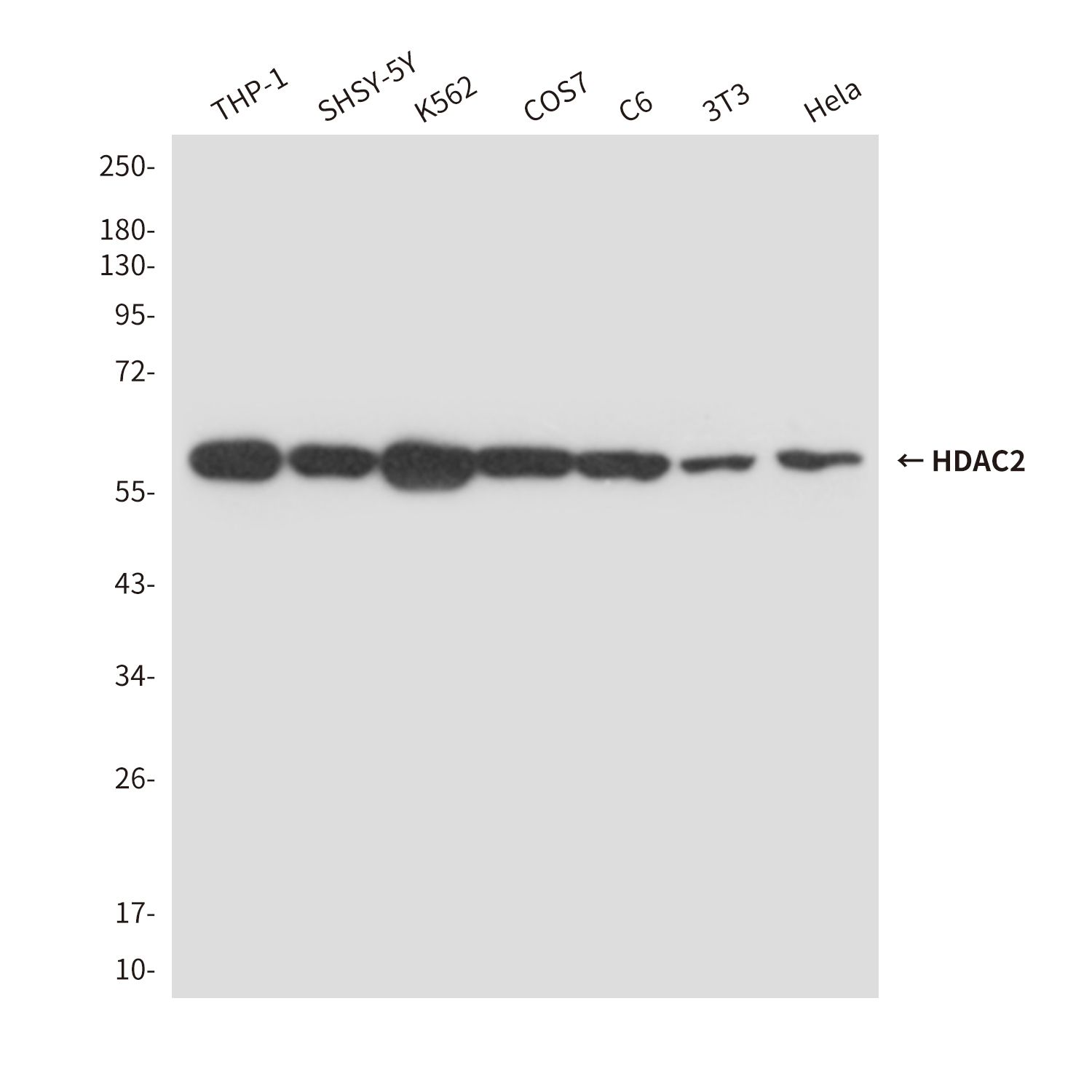 HDAC2 (2D9) Mouse mAb ABZ3863
