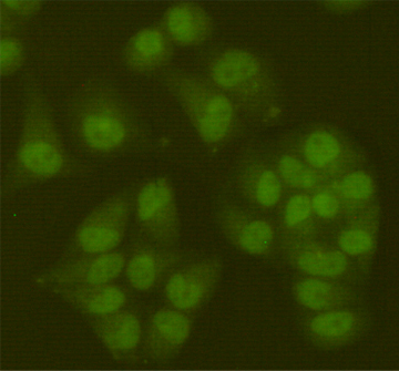SIRT6 (6C9) Mouse mAb ABZ3866