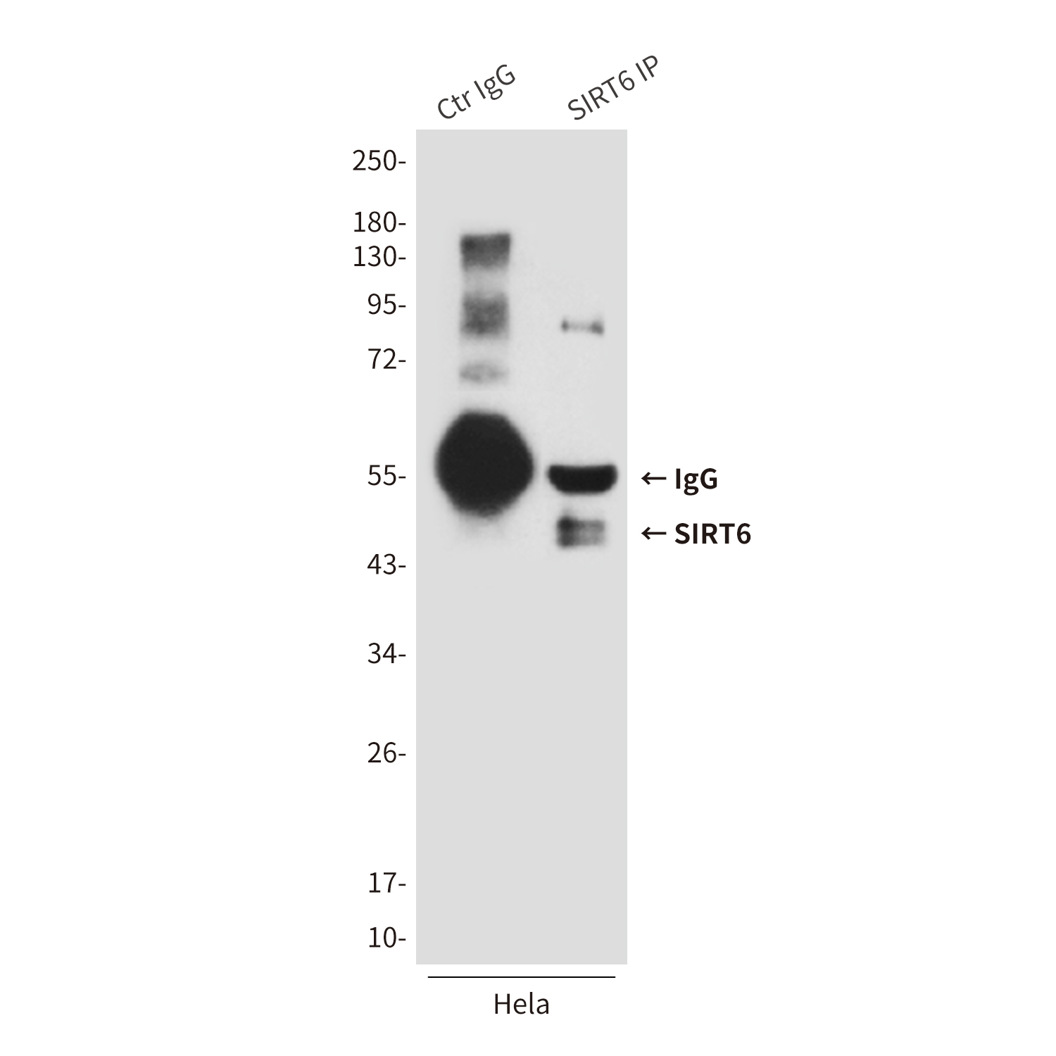 SIRT6 (6C9) Mouse mAb ABZ3866