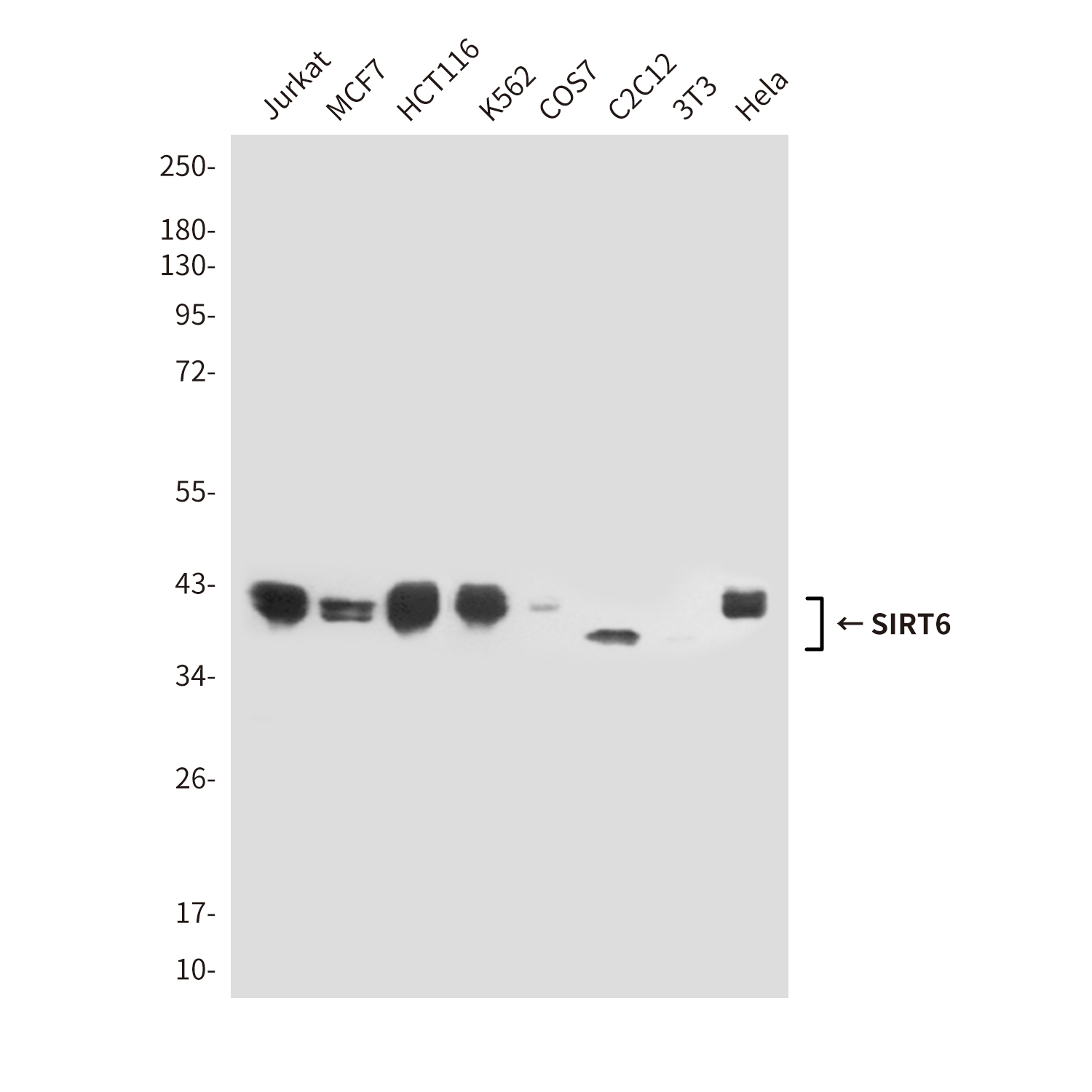 SIRT6 (6C9) Mouse mAb ABZ3866