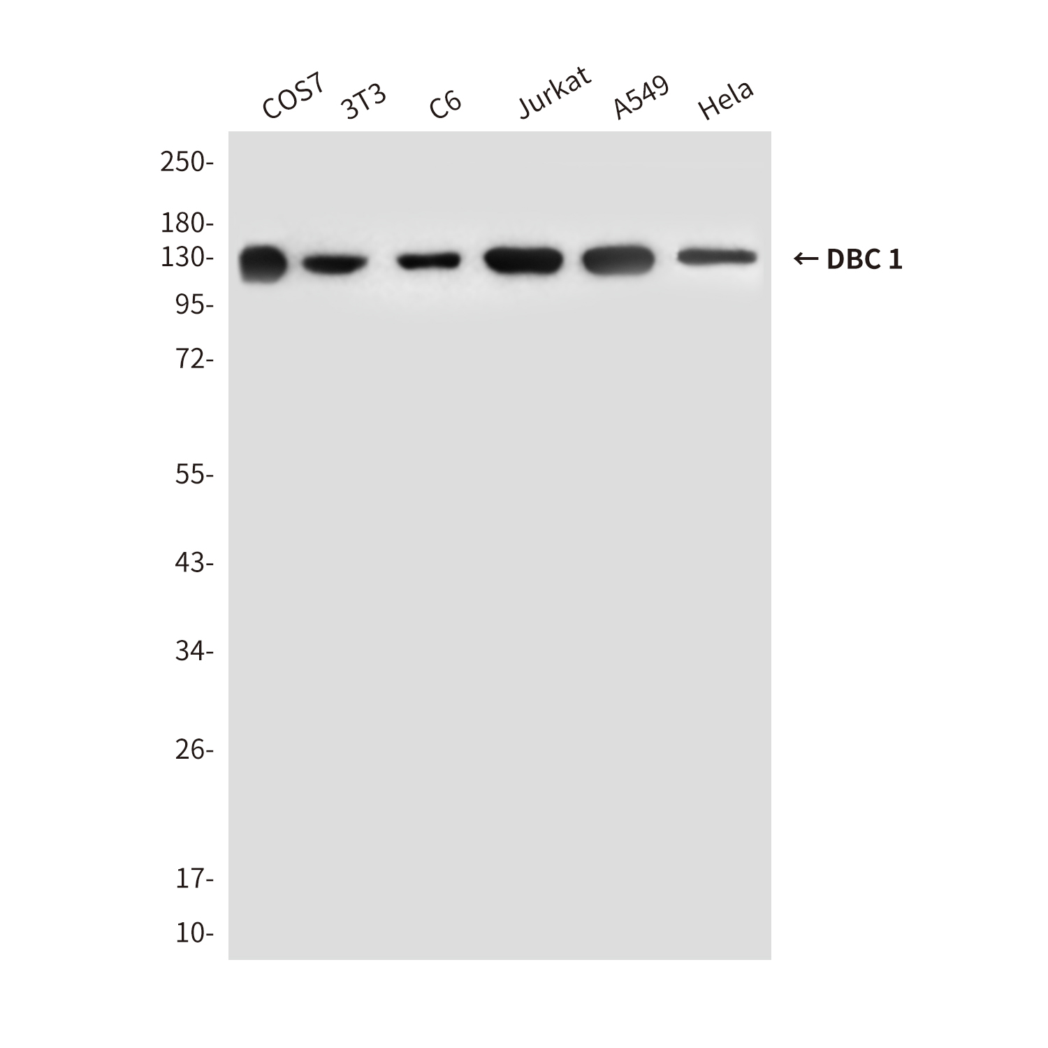 DBC 1 (3G4) Mouse mAb ABZ3867