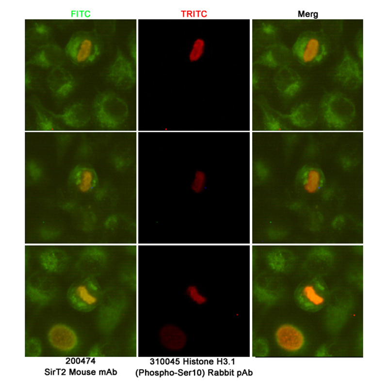 SIRT2 (1D4) Mouse mAb ABZ3868
