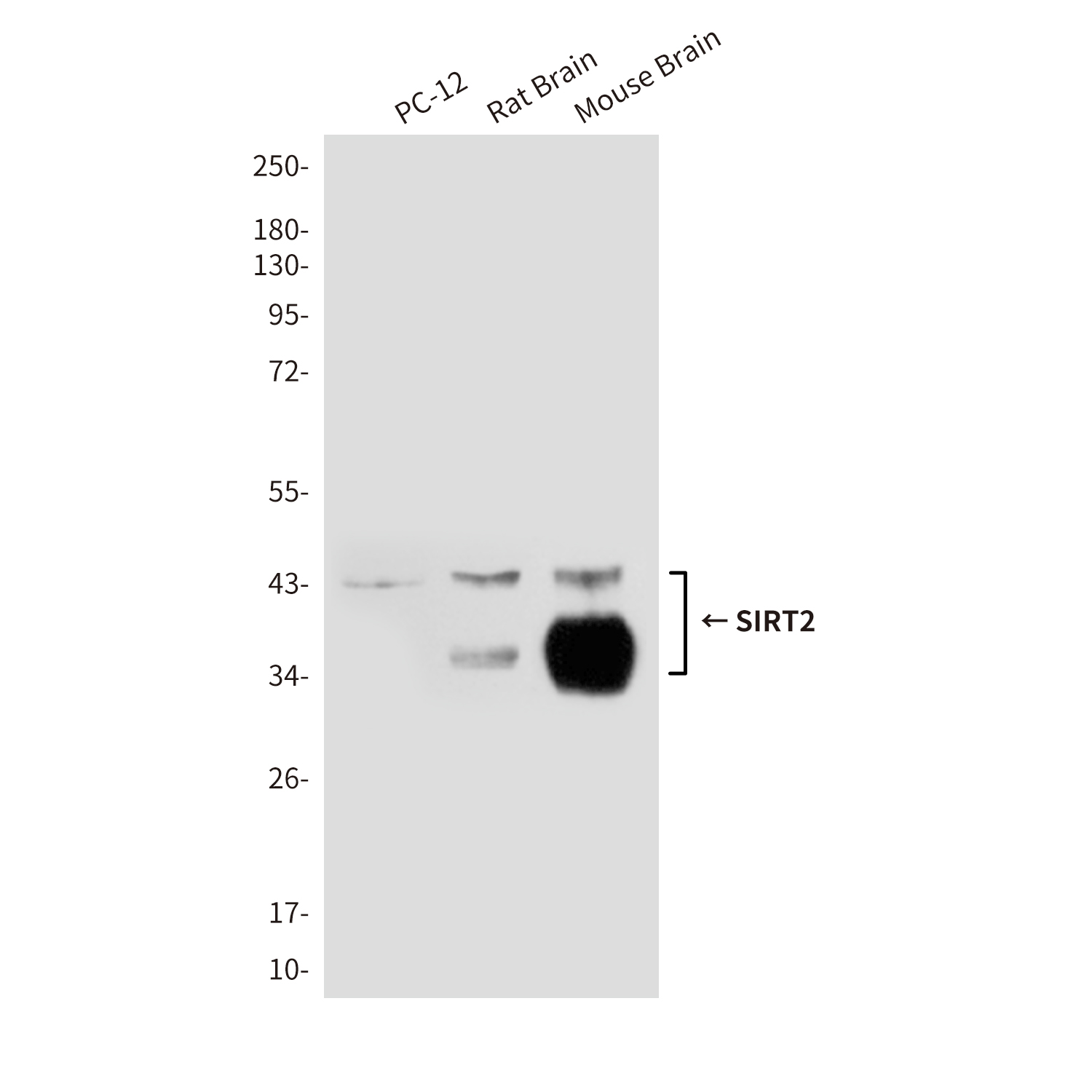 SIRT2 (1D4) Mouse mAb ABZ3868