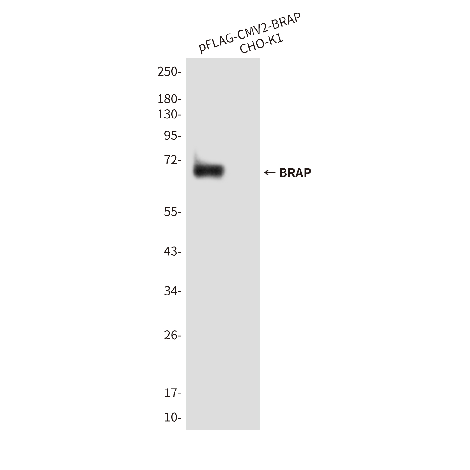 BRAP (1E7) Mouse mAb ABZ3871