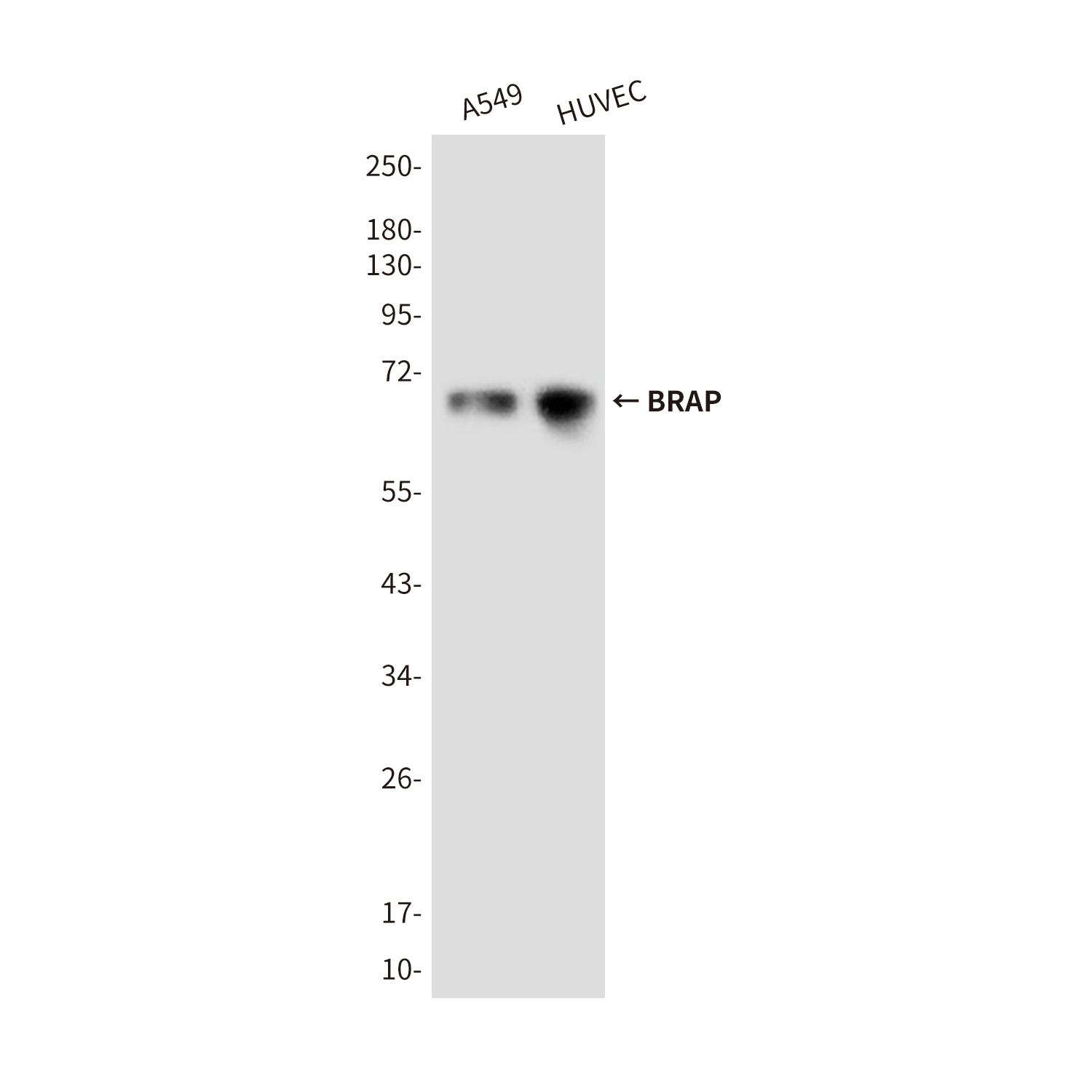 BRAP (1E7) Mouse mAb ABZ3871