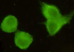 TORC1/CRTC1 Mouse mAb ABZ3872