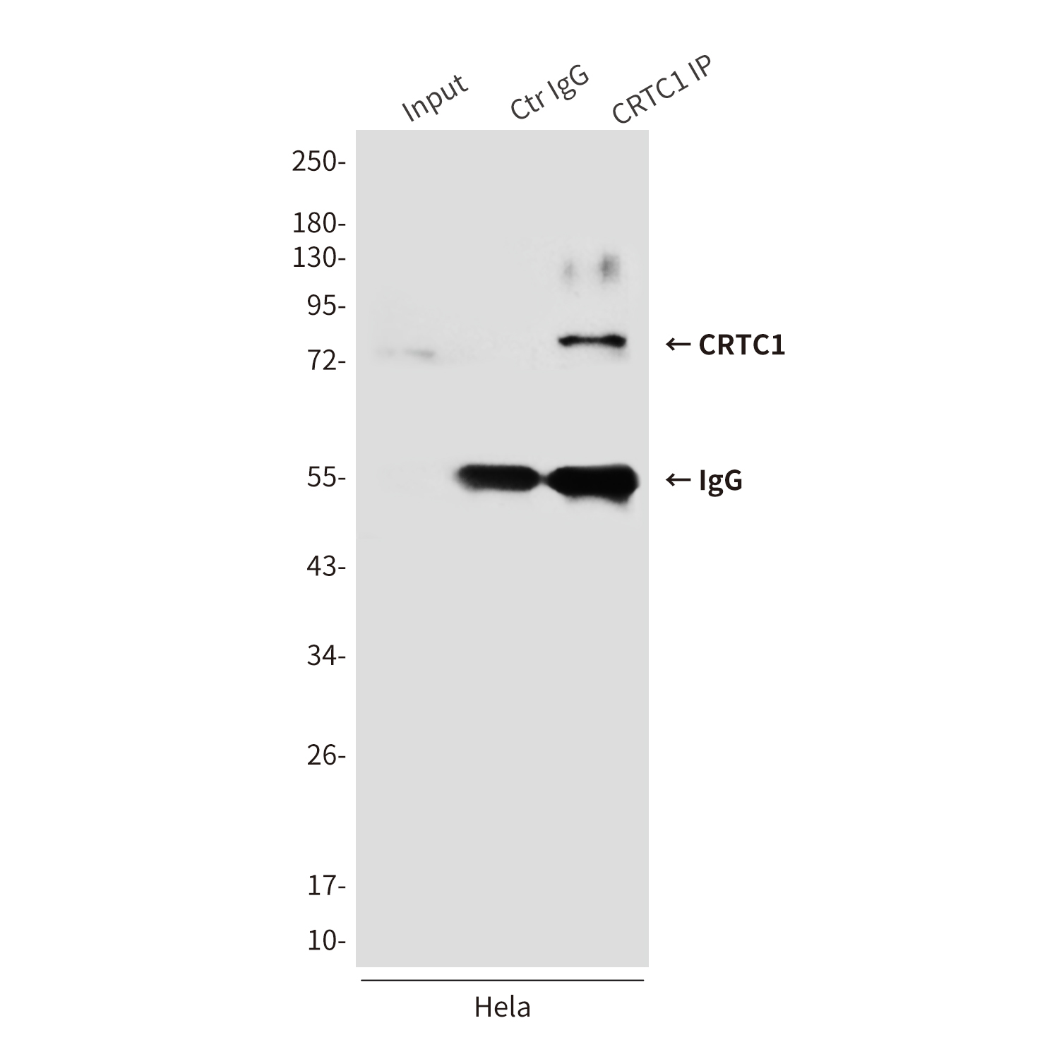 TORC1/CRTC1 Mouse mAb ABZ3872